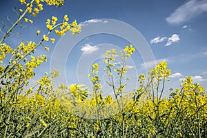 Field of yellow flowering oilseed on a cloudy blue sky in springtime (Brassica napus), Blooming canola