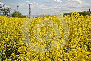 Pole žlutě kvetoucích olejnatých semen izolovaných na zatažené modré obloze na jaře (brassica napus), kvetoucí řepka