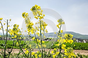 Pole žlutě kvetoucích olejnatých semen izolovaných na zatažené modré obloze na jaře (brassica napus), kvetoucí řepka