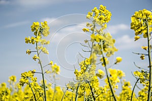 Field of yellow flowering oilseed isolated on a cloudy blue sky in springtime (Brassica napus), Blooming canola