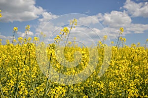 Field of yellow flowering oilseed isolated on a cloudy blue sky in springtime (Brassica napus), Blooming canola