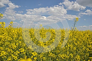 Pole žlto kvitnúcich olejnatých semien izolovaných na zatiahnutej modrej oblohe na jar (brassica napus), kvitnúca repka