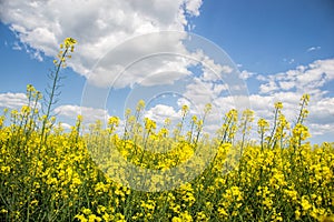 Pole žlutě kvetoucích olejnatých semen izolovaných na zatažené modré obloze na jaře (brassica napus), kvetoucí řepka