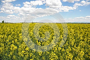 Field of yellow flowering oilseed isolated on a cloudy blue sky in springtime (Brassica napus), Blooming canola