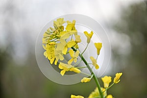 Field of yellow flowering oilseed in spring time Brassica napus. Close up of blooming canola, rapeseed plant landscape