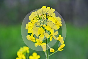 Field of yellow flowering oilseed in spring time Brassica napus. Close up of blooming canola, rapeseed plant landscape