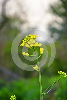 Field of yellow flowering oilseed in spring time Brassica napus. Close up of blooming canola, rapeseed plant landscape