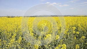 Field of yellow flowering oilseed rape in spring time Brassica napus. Wind blowing, Close up of blooming canola, rapeseed plant