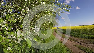 Field of yellow flowering rapeseed, 4K