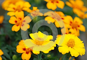 Field of Yellow Flowers