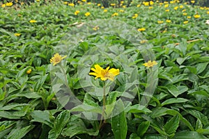 Field Yellow flowers
