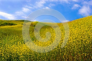 Field of Yellow Flowers