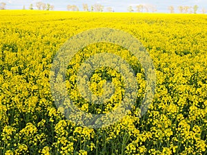 Field of yellow flowers, blooming canola