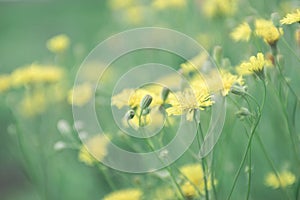 Field yellow flowers in blurred focus.  Delicate pastel colors.