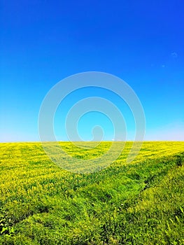 Field with yellow flowers and bright blue sky in summer .Green field and sky. Perfect green field and sky