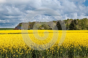 Field of yellow flowers in Denmark