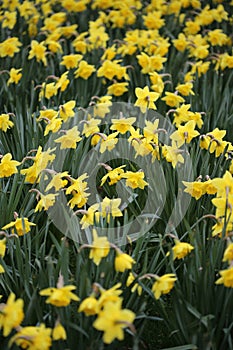 Field of yellow daffodils