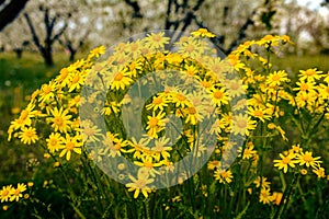field yellow flowers photo