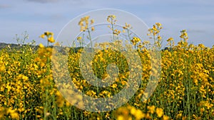 Field with yellow flowers. fiori gialli