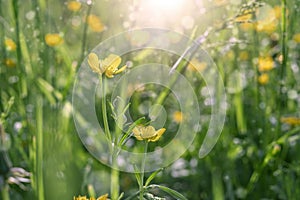 Field of yellow flowers and green grass defocus, in the foreground is a yellow flower.