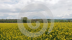 field with yellow flowers in the middle of the fields with cloudy skies in summer