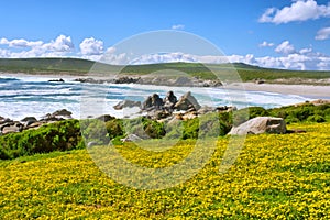 Field of yellow flowers next to sea beach