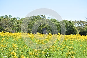 Rustic Deer Stand in a field of yellow flowers photo