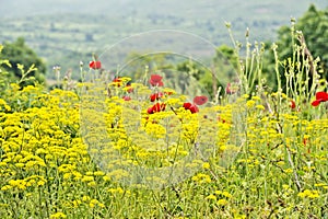 A field of yellow flowers and red flowers