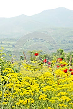 A field of yellow flowers and red flowers