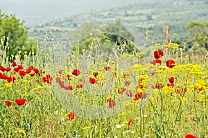 A field of yellow flowers and red flowers