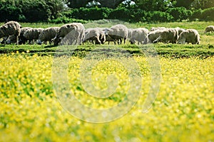 Field of yellow flowers and sheep