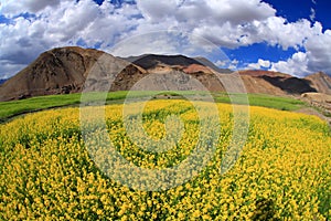 Field of yellow flowers and sun sky