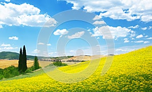 Field of yellow flowers Tuscany