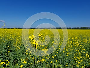 Field of yellow flowers under blue sky