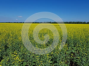 Field of yellow flowers under blue sky