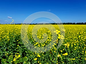 Field of yellow flowers under blue sky