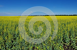 Field of yellow flowers under blue sky