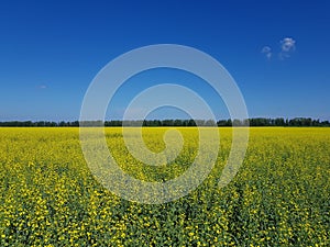 Field of yellow flowers under blue sky