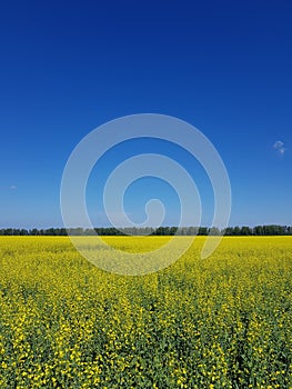 Field of yellow flowers under blue sky