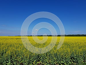 Field of yellow flowers under blue sky