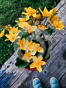 Field yellow flowers in vase summer garden