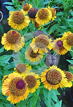 A field of yellow Helenium flowers in bloom during autumn