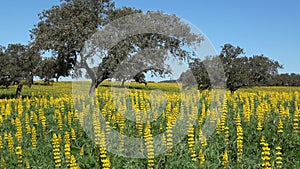 A field of yellow Lupine flowers Lupinus luteus with holm oaks trees against blue sky in Andalusia, Spain