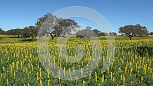 A field of yellow Lupine flowers Lupinus luteus with holm oaks trees against blue sky in Andalusia, Spain