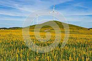 Field of yellow lupine with wind turbines in the background in Porto Covo, Portugal