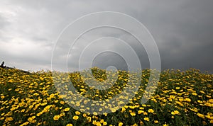 Field with yellow marguerite daisy blooming flowers against cloudy sky. Spring landscape nature background