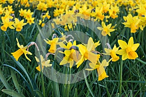 Field of yellow miniature daffodils in bloom growing in park