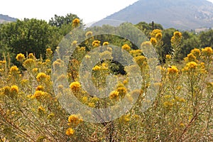 A Field of Yellow Mountain Rabbitbrush Flowers photo