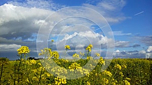 A field with yellow mustard plants and a blue sky with clouds in holland