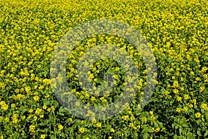 Field of yellow mustard in the sun, Sinapsis alba